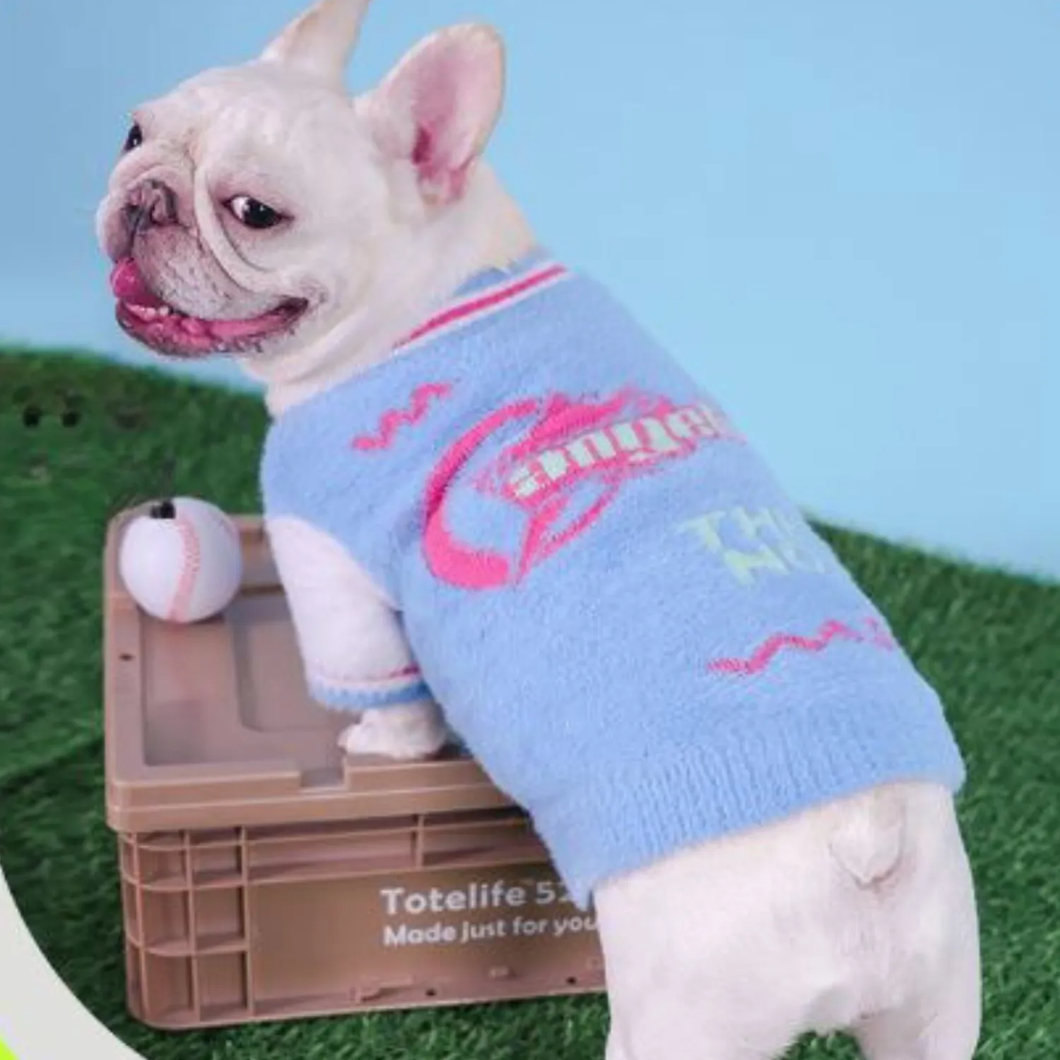 Sporty Frenchie Winter Sweater Blue and Pink Plush Varsity Style for Small Dogs